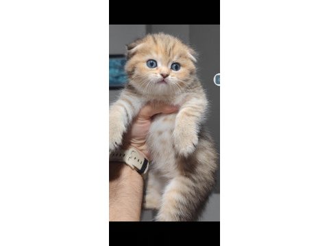 Scottish fold kedimiz