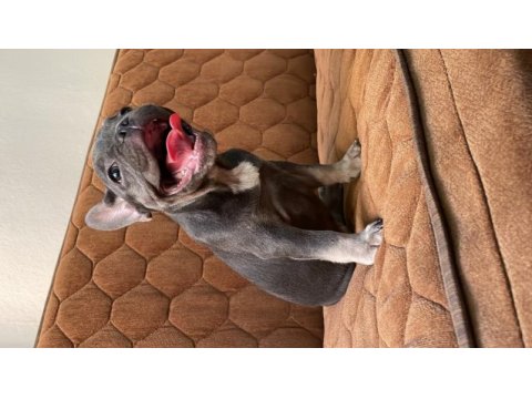 Fransız buldog lilac tan