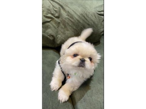 Orijinal safkan pekinez bebek köpekler