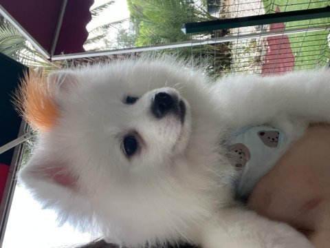 Safkan pomeranian 22 ocak doğumlu çipli aşıları tam