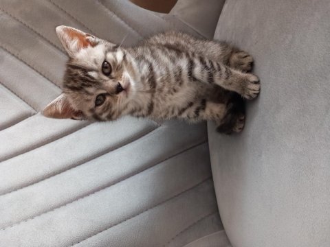 Mınisler yuvalarını arıyor scottish fold