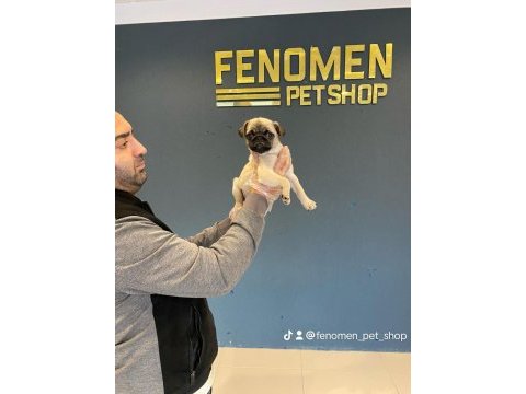 Wc egitimli belgeli pug mops ankara