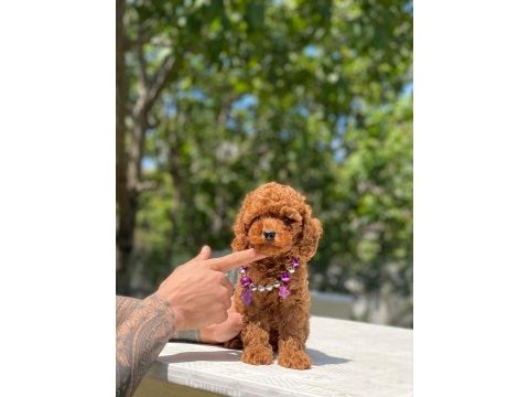 Tatlı poodle yavru köpeklerimiz