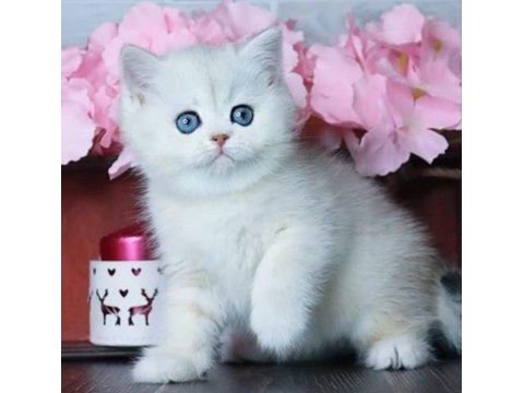 Mavi göz ns1133 british shorthair