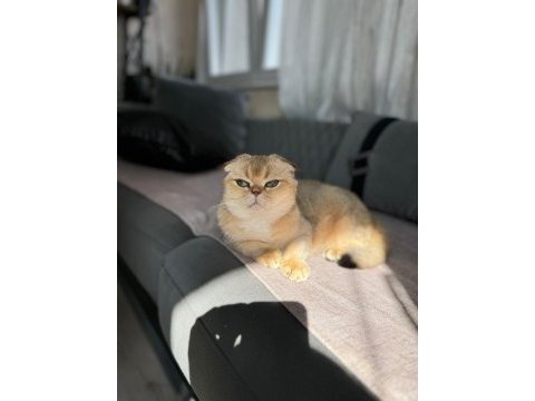 Golden scottish fold shorthair