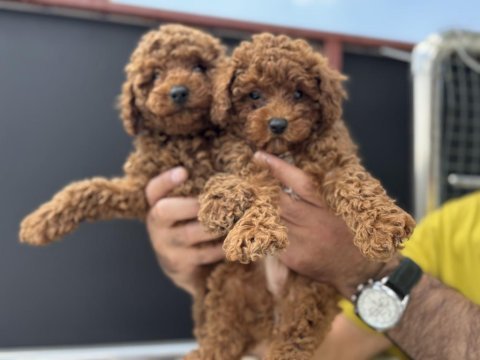 Ankaranın en seçkin toy poodle yavruları