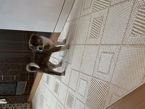 Erkek japon akita inu