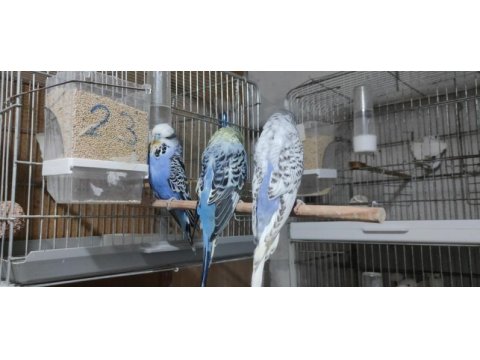 Show jumbo muhabbet kuşu