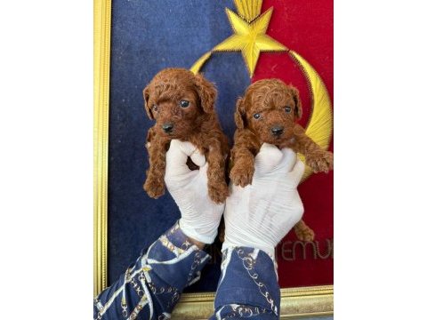 Toy poodle yavrularımız büyüdü