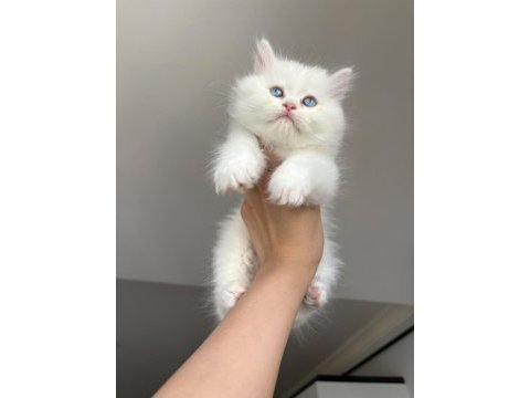 Kaliteli silver point british longhair bebekler