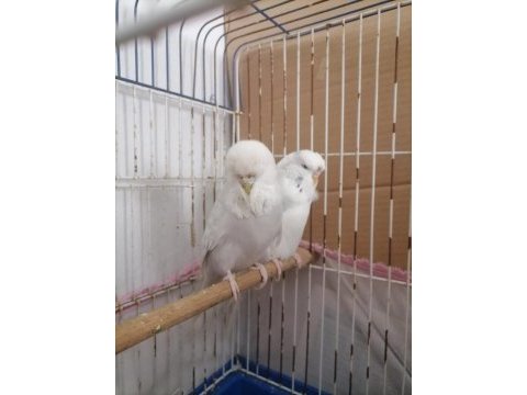 Jumbo kuşlarımız muhabbet kuşu
