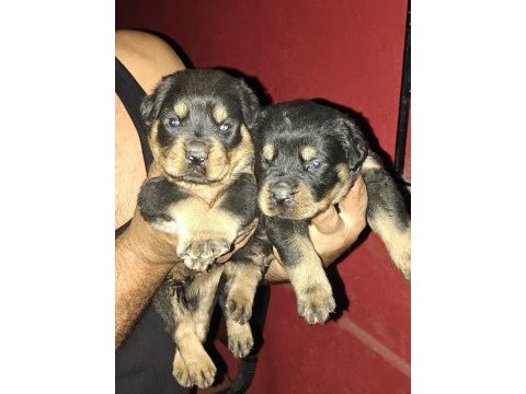 Koca kafa rottweiler yavruları