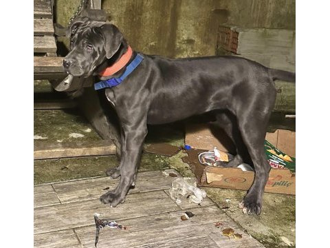 6 aylık anne baba şecereli dişi cane corso