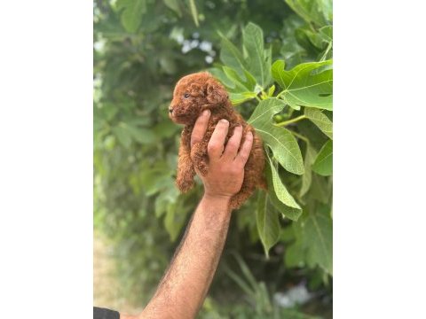 Irk garantili safkan toy poodle yavrum