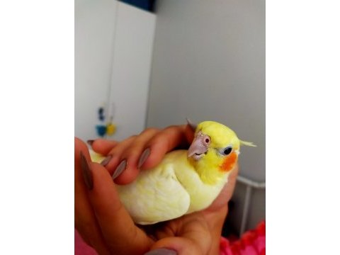Ele alışık sultan papağanı