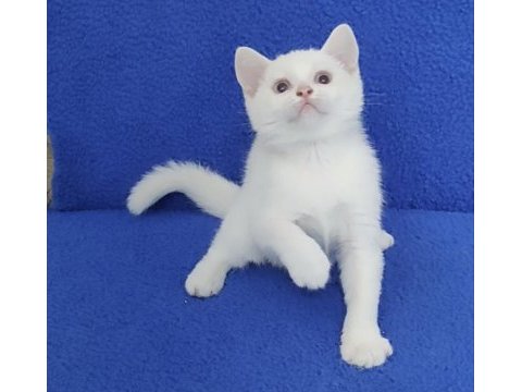 Beyaz mavi boncuk teslime hazırdır 