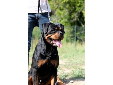 Türkiye şampiyonu rottweiler