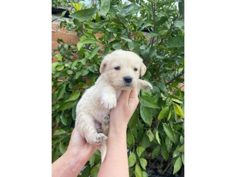 Irk garantili golden retriever yavrularımız