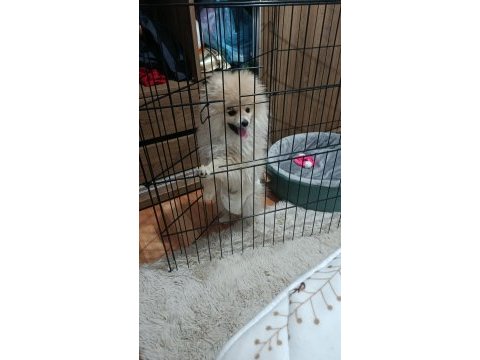 Pomeranian çikom acil verilecek