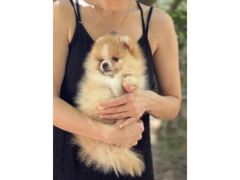 Mavi gözlü boo
