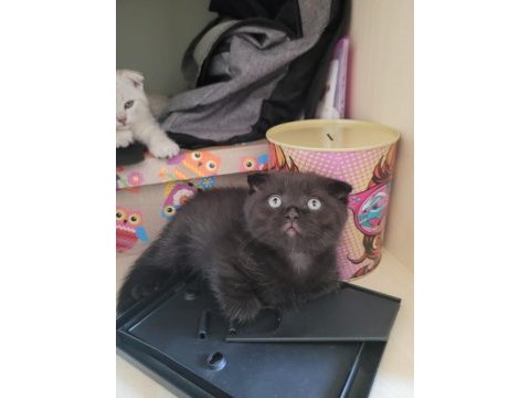 Scottish fold ve british yavru kediler