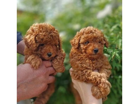 Orjinal ırk garantili toy poodle 