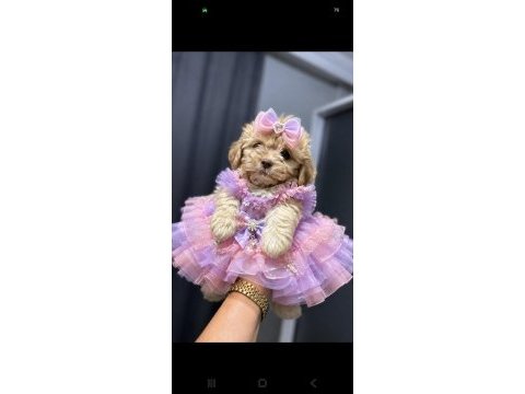 Maltipoo yavrum 55 günlük