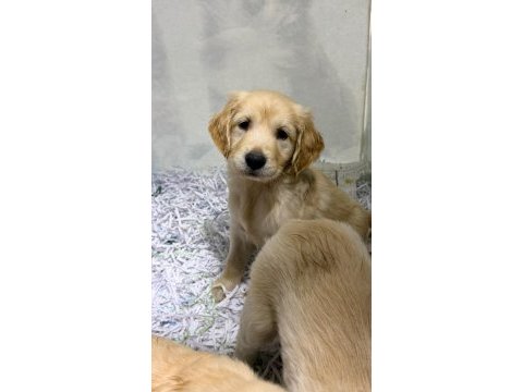 Anne altından 2 adet dişi golden retriever bebekler