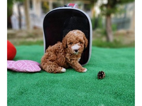 Ruhsatlı köpek çiftliğinden maltipoo yavrularımız 