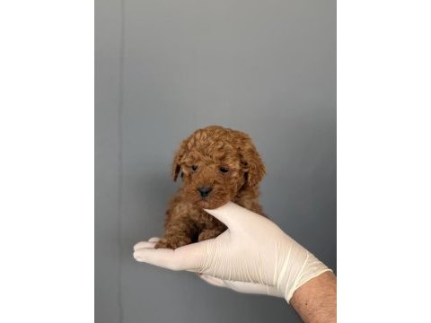 Poodle yavrularımız