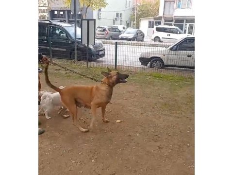 Belçika kurdu köpekler