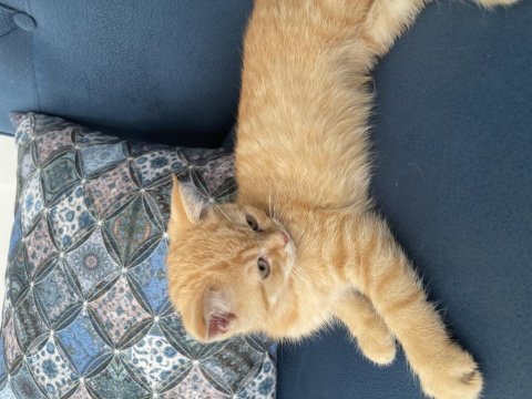 British kedim longhair