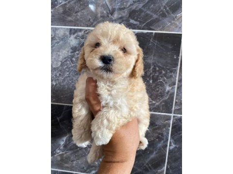 Orjinal maltipoo yavrular