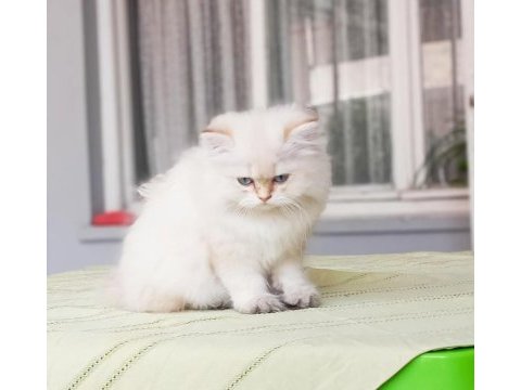 British longhair bebekler