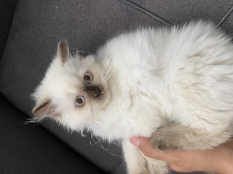 Kedimize yeni sahibini arıyoruz