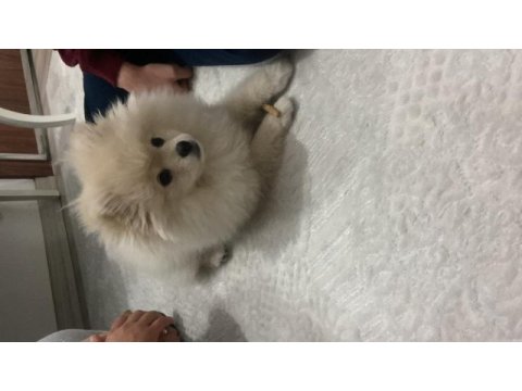 3 aylık safkan pomeranian