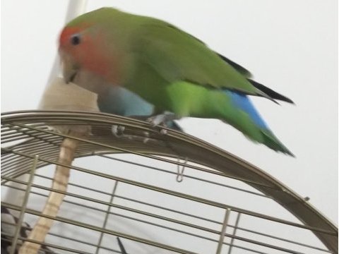 Yaşını doldurmamış bir çift sevda cennet papağanı