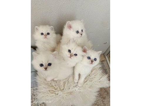 Okyanus gözlü silver point british longhair yavrular