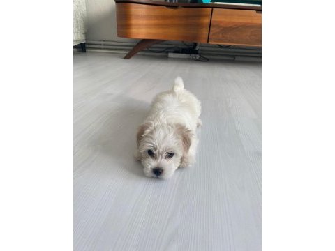 50 günlük dişi 0 numara terrier kuru mama yiyor