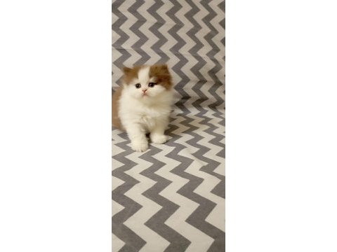 Cinnemon bi color british longhair yavrularımız