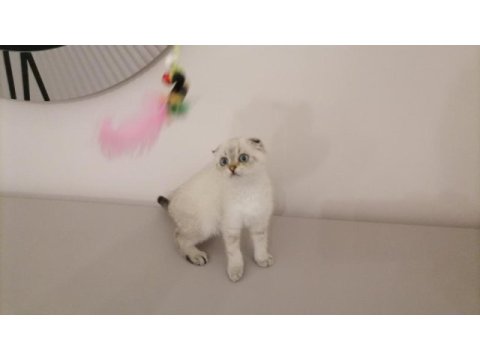 British shorthair bebekleri