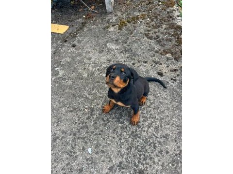 Rottweiler erkek 
