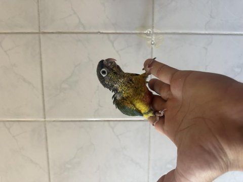 El besleme konur papağanı