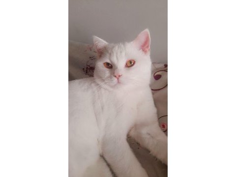 8 aylık erkek british longhair