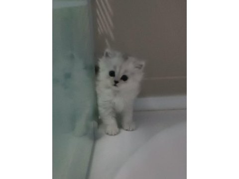 Tatli yavruya yuva arıyoruz british longhair