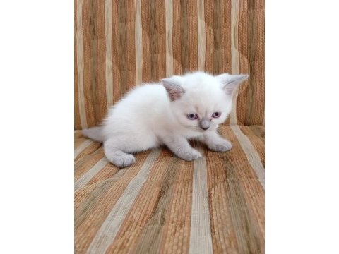 Blue point british shorthair