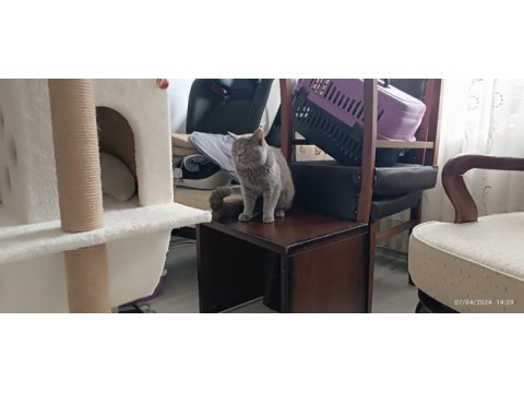 Çok tatlı kedimiz miço