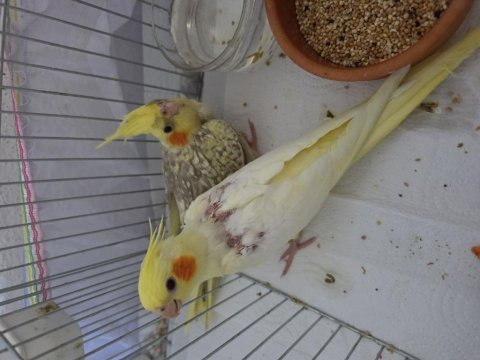 Satılık sultan papağanı çifti sağlıklı ve bakımlı