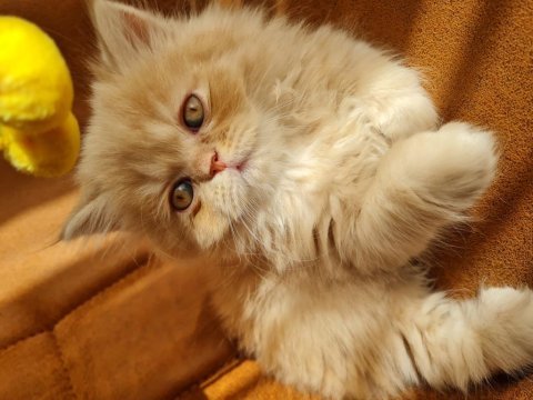 British longhair bal bebekler