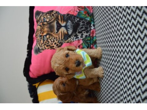 Ev doğumu maltipoo bebi̇şleri̇m yeni yuvasını arıyor